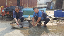 금강에서 길이 135cm, 무게 38kg 초대형 메기 잡혀