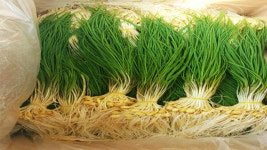 태안 달래, 우수성 인정돼 ‘지리적 표시’ 등록