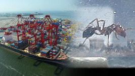 정부, 전국 10개 항만 붉은불개미 집중관리