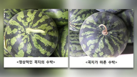 “꼭지 안 마르고 ‘통통’ 소리 나야 신선한 수박”