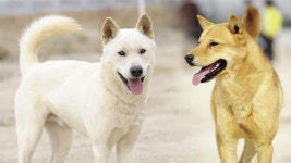 삽살개·진도개·제주마 정자 동결 성공…“유전자 보존”