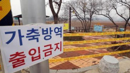 경남 창녕서 검출된 AI항원, 저병원성으로 확진