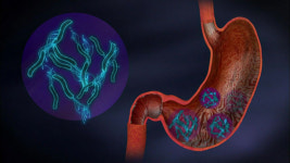 [박광식의 건강365] 위암 일으키는 ‘헬리코박터 균’…술잔 돌리면 옮겨진다!?
