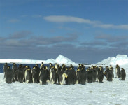 [남극에 가다⑧] ‘남극의 신사’ 황제펭귄을 만나다