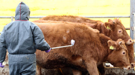 안성 구제역 소강상태…확산방지 총력