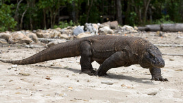 인니 코모도섬, 내년 관광객 안 받는다…“도마뱀 서식환경 개선”