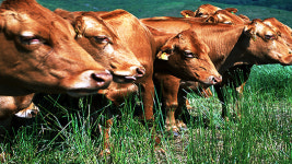 농업인 범위 확대…조경수업·가축사육업 해도 농업인