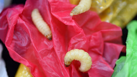 플라스틱 먹는 벌레 속 ‘특별한 분해 효소’ 찾았다