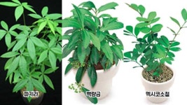 [지식K] 미세먼지 먹는 식물은 무엇?…“공기청정기 필요 없어요”