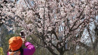 여의도 봄꽃축제로 오늘부터 12일까지 교통 통제