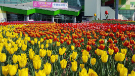 ‘세계 꽃들의 향연’ 2019 고양국제꽃박람회 개막