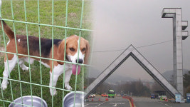 [김경래의 최강시사] 결함 명백한 복제견 연구에 국가지원? 유착 의심돼