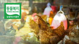 지난해 동물복지 축산농장 36% 증가…대부분 양계농가