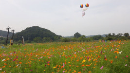 파주 파평면 주민자치위, 태풍 북상에 ‘파평 코스모스 축제’ 취소