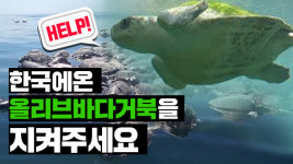 코에 빨대 꽂힌 희귀종 ‘올리브바다거북’, 국내에도 서식