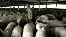 태국 “아프리카 돼지열병 발생 없다” 긴급 해명