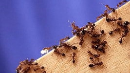 농림축산검역본부 “신속 정확한 붉은불개미 판별법 개발”