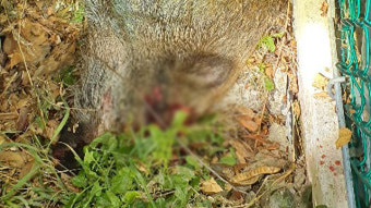 도심서 멧돼지 출몰 잇따라…2마리 사살