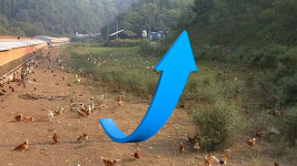 동물복지 인증 축산 농장 증가 추세…“대부분 양계 농장”