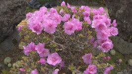 제주에는 돌도 많지만~ “반출 NO”