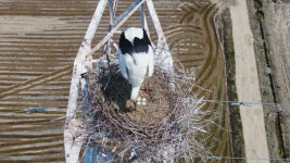 송전탑에 둥지 튼 ‘황새 부부 이야기’