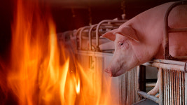 경북 경주 돈사 불, 돼지 5백 마리 죽어