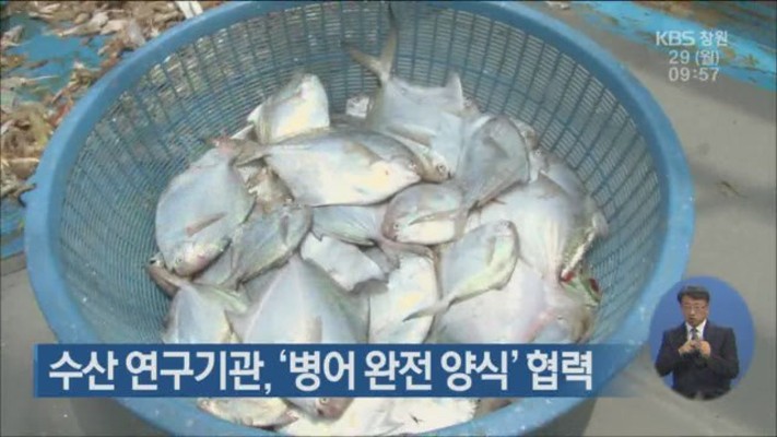 수산 연구기관, ‘병어 완전 양식’ 협력 | 포토뉴스