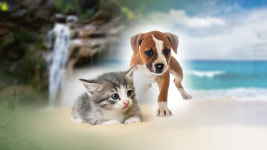 반려동물, 올해 휴가에도 버리실 건가요?