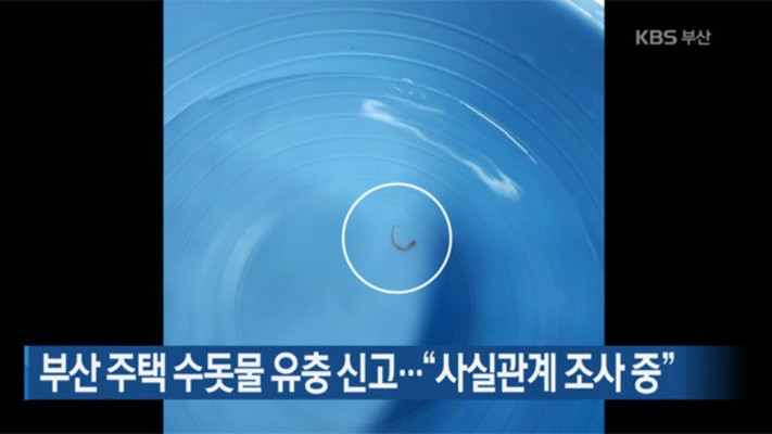 부산 주택 수돗물 유충 신고…“사실관계 조사 중” | 포토뉴스