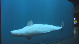 수족관에 갇힌 흰고래 ‘벨루가’의 비극…“바다로 보내주세요”