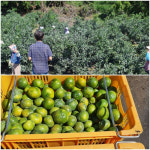 ‘당도 낮은’ 감귤, 화학약품 이용해 출하 시도…드론으로 잡았다