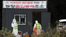 접경지역 양돈농장 ASF 정밀검사 중…현재까지 모두 ‘음성’