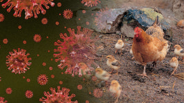 경북 상주 닭 농장 고병원성 AI…전국 산란계 농장 방역 강화