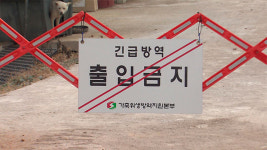 경기 김포 산란계 농장서 고병원성 AI 의심 신고