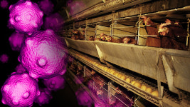 경기·충청·세종 가금농장 일대 일시이동중지명령…고병원성 AI 차단