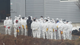 여주·평택 산란계 농장, 고양 관상조류 농장서 고병원성 AI 확진