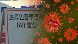 천안 산란계 농장 고병원성 AI 확진…가금 농장 41번째