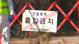 충북 음성 종오리 농장에서 고병원성 AI 확진