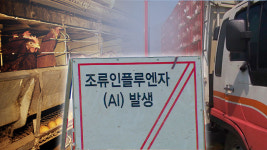 홍성 육용종계 농장·안성 산란계 농장 고병원성 AI…누적 발생 60건