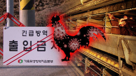 경기 용인 산란계 농장서 고병원성 AI 확진