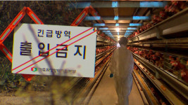 경기 이천 산란계 농장 고병원성 AI 확진…농장 발생 82건