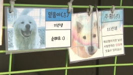 [취재후] ‘아지네마을’ 그때는 맞고 지금은 틀리다?…갈 곳 없는 유기견보호소
