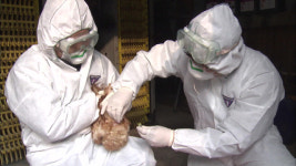 전남 나주 육용오리 농장 고병원성 AI 확진