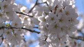 4월 벚꽃 개화기 ‘인천대공원·월미공원’ 일시 폐쇄