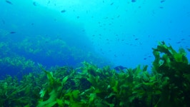 KBS 단독 ‘독도’ 수중탐사…독도 앞바다 점령한 ‘바다딸기’, 정체는?