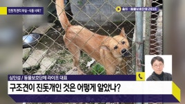 [사사건건] “진도 식용 개 농장서 구조한 개, 알고보니 진돗개” 구조과정 들어보니