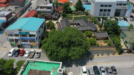 ‘정선 봉양리 뽕나무’ 천연기념물 지정 예고