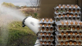 “가금농장 67곳, AI 방역수칙 95건 위반 적발”