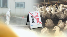 전북 부안지역 오리농장서 고병원성 AI 확진