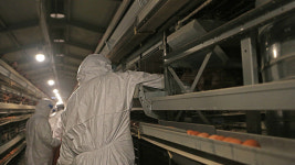 경기 평택 산란계 농장·전북 정읍 육계 농장서 잇따라 고병원성 조류인플루엔자 의심 개체 발견